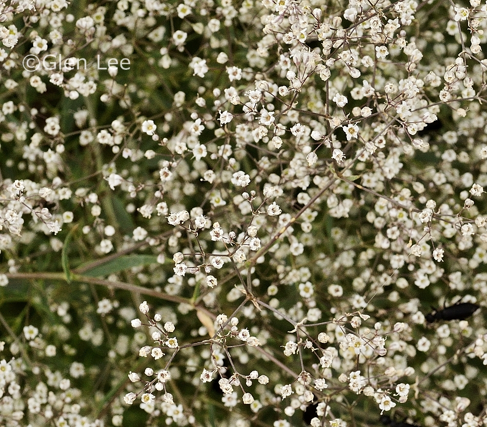 Gypsophila paniculata photos Saskatchewan Wildflowers